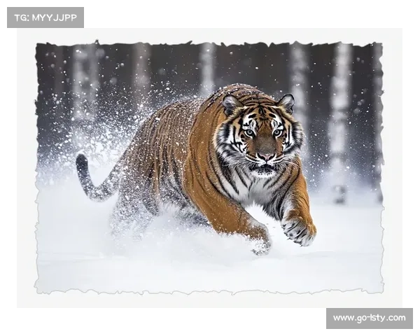 德国足球甲级联赛：速度与激情交织的德甲赛场魅力与力量碰撞
